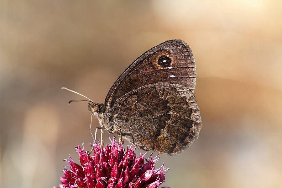 Satyrus ferula  ♂